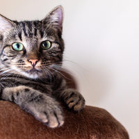 Cat Tree Condo Tower 52