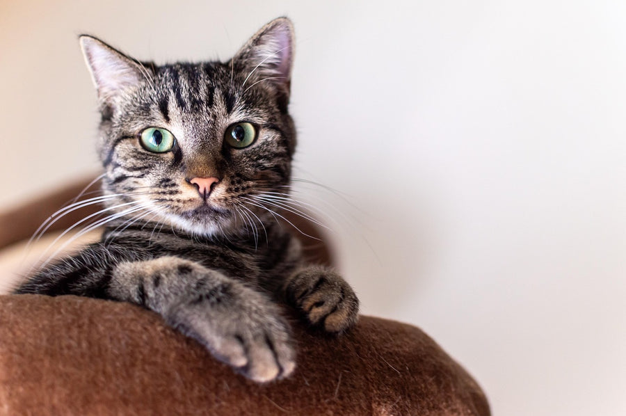 Cat Tree Condo Tower 52"