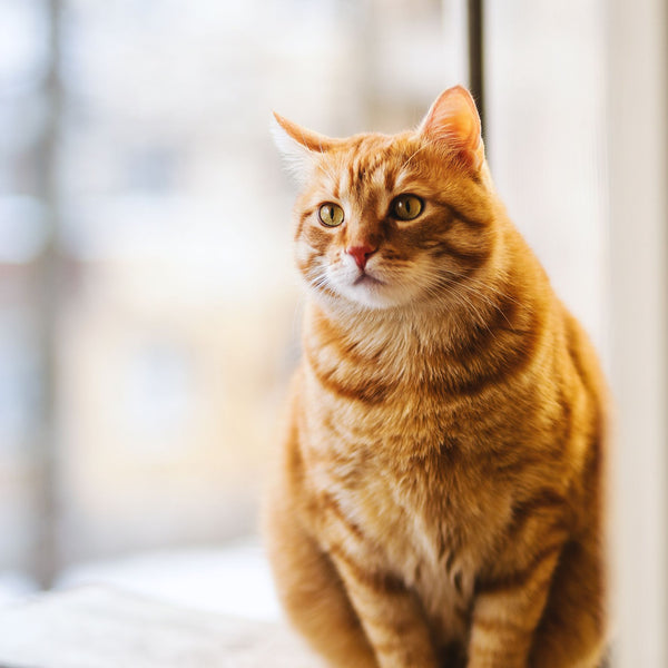 Cat Collar with Bell Breakaway
